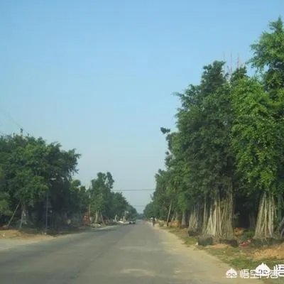 漳州市漳浦县沙西镇为什么被称为中国榕树盆景之乡？