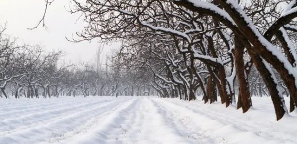 河南多地景区飘起鹅毛大雪，瑞雪代表着什么？
