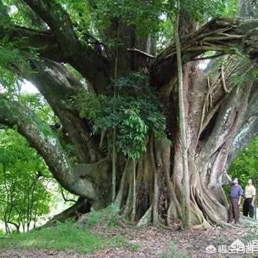 漳州市漳浦县沙西镇为什么被称为中国榕树盆景之乡？