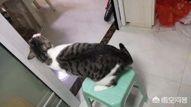 请问上海哪里有正规学习宠物美容学校,并且可以考证的?