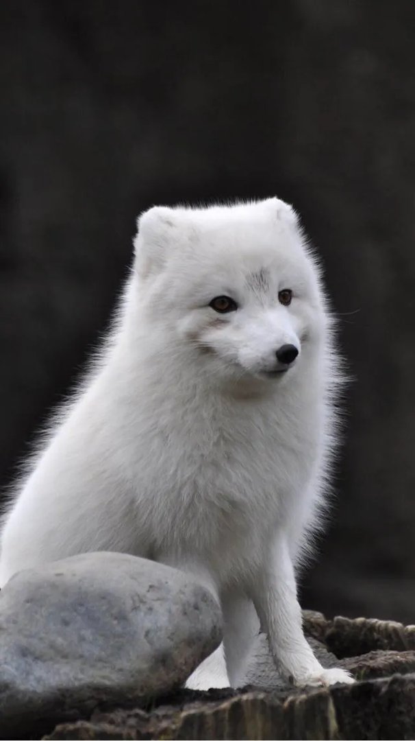 为什么现在很多人喜欢往山上放生狐狸？