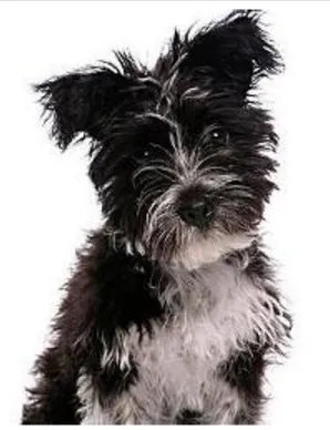 宠物狗的各种种类介绍+图片