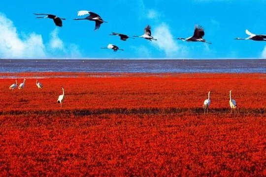 求盘锦旅游景点大全排名，哪些比较推荐？