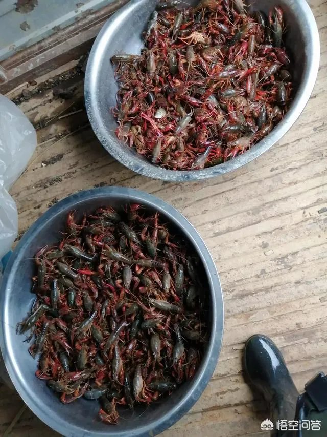 今后3年内，对于小龙虾养殖户来说，所要面对的市场风险与机遇有哪些？