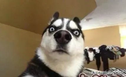 给小狗做绝育手术吗？