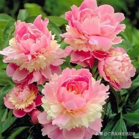 白花黄蕊是兰花什么品种？