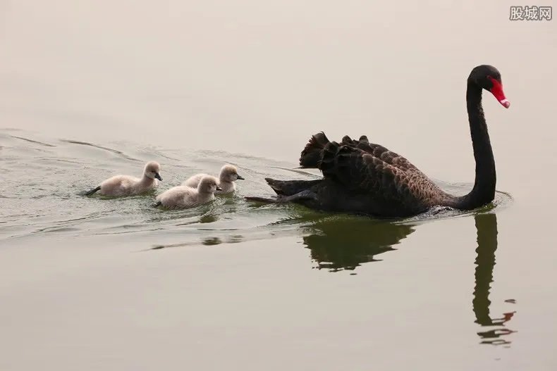 周杰伦澳洲悠闲喂天鹅 澳洲旅游大概要多少钱