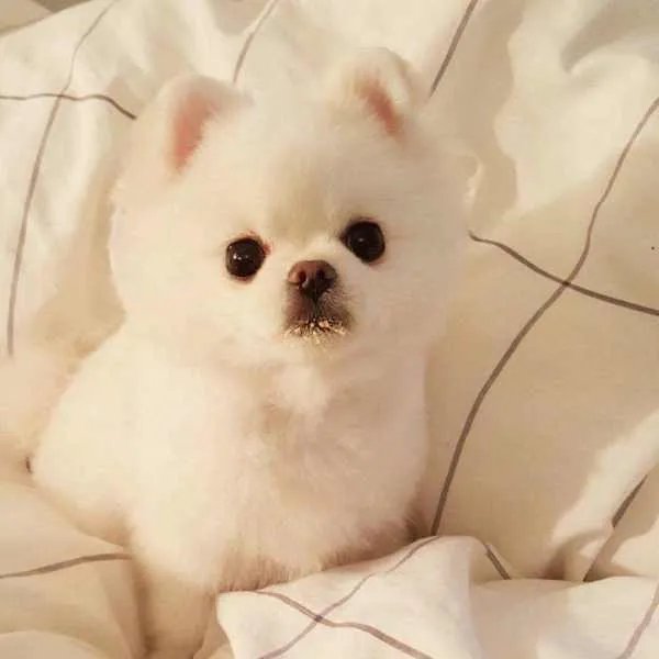 宠物犬咬伤小孩竟被摔死！人到底该如何与动物和平相处？