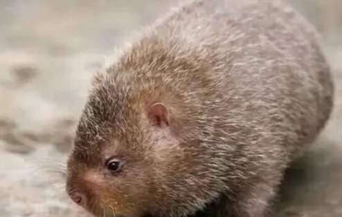 特种养殖有哪些品种