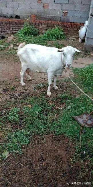 饲养关中奶山羊需要注意什么？