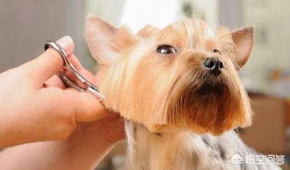 请问上海哪里有正规学习宠物美容学校,并且可以考证的?