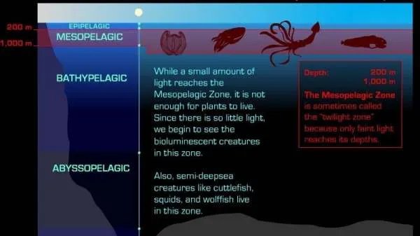 马里亚纳海沟底部是不是也有鱼类在生存？