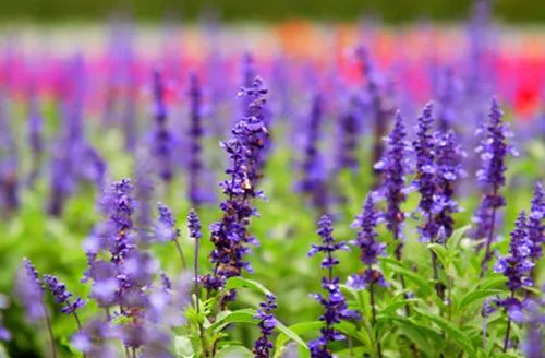 薰衣草产地分布在哪 薰衣草的六大作用推荐
