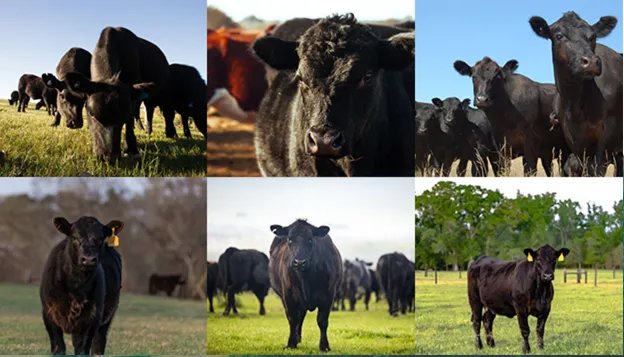 5G时代来临，“云养殖”变成现实？在家就能养“牛”