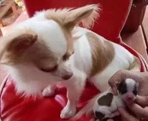 冠毛犬和泰迪的后代是什么犬