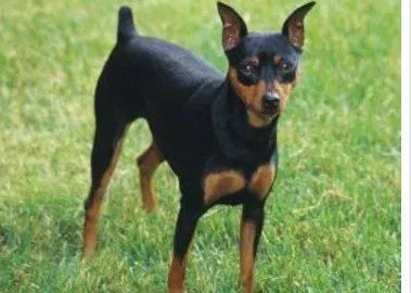 宠物狗的各种种类介绍+图片