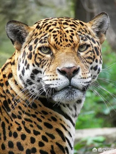 美洲豹能下水捕杀鳄鱼吗？