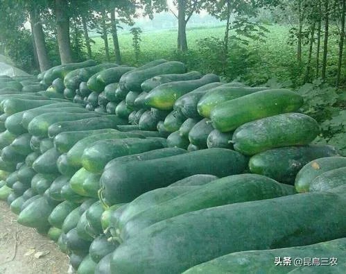 冬瓜采收回来后,有哪些贮藏方法可以让冬瓜贮藏的时间更长?