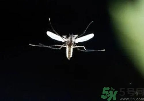 全国首例裂谷热病 裂谷热病是什么病？