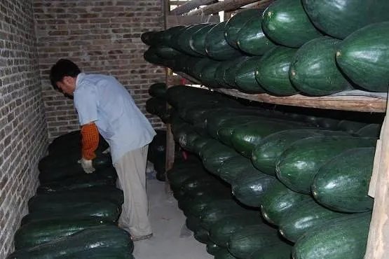 冬瓜采收回来后,有哪些贮藏方法可以让冬瓜贮藏的时间更长?