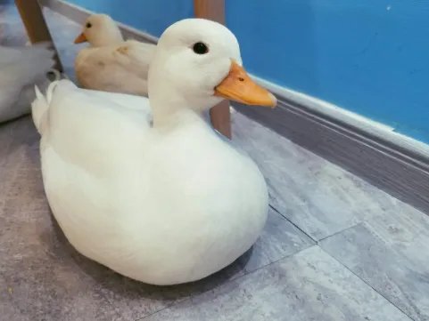 王珞丹微博挂寻鸭启事，被喷说话不经过大脑？