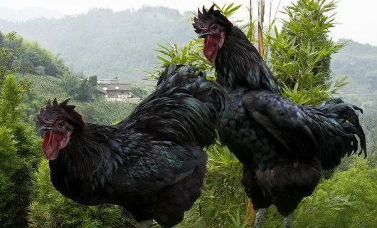 特种养殖有哪些品种