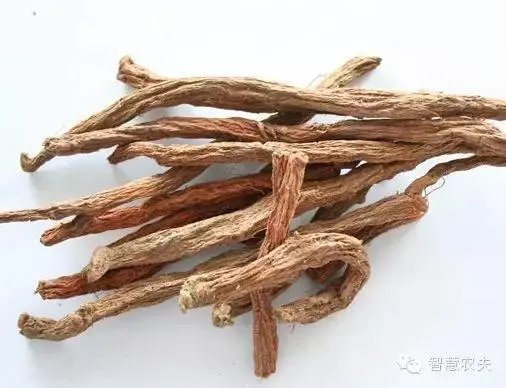 现在种植什么药材能够赚钱？