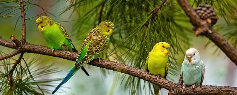 虎皮鹦鹉的特点 什么是虎皮鹦鹉