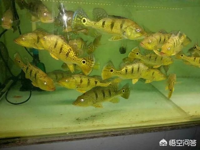 宠物鱼是不是很难养活，我想养一些宠物鱼卖？