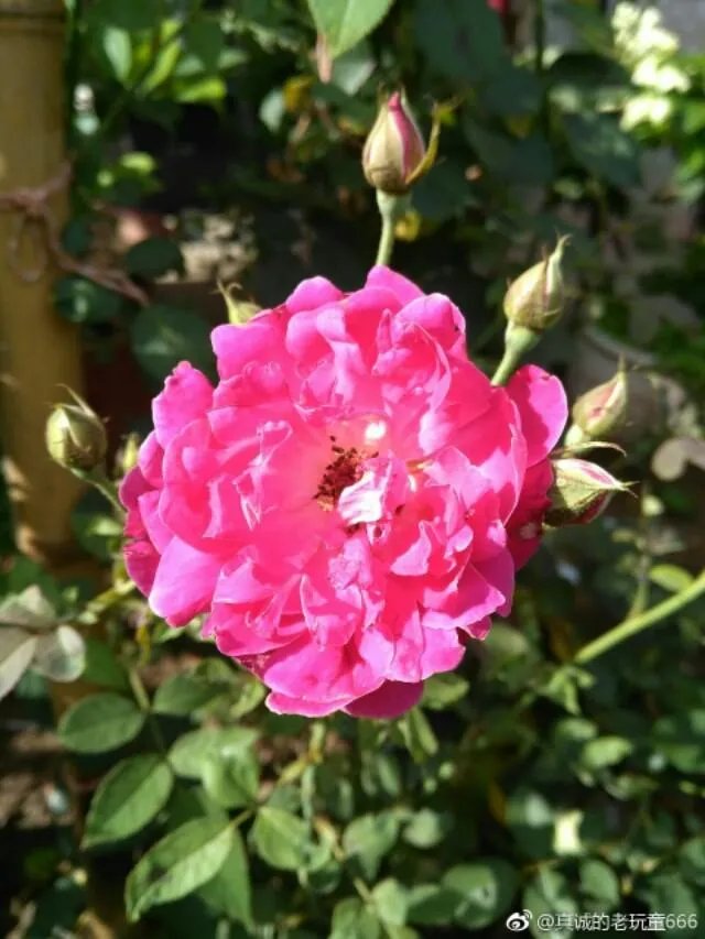 为什么李永波可以留任总教练，继续执教中国羽毛球队？