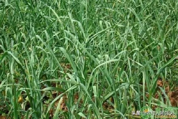 青蒜种植需要注意哪些事项？