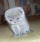 宠物猫的品种有哪些？各附带一张图片吧。 亲们辛苦了，先谢啦！