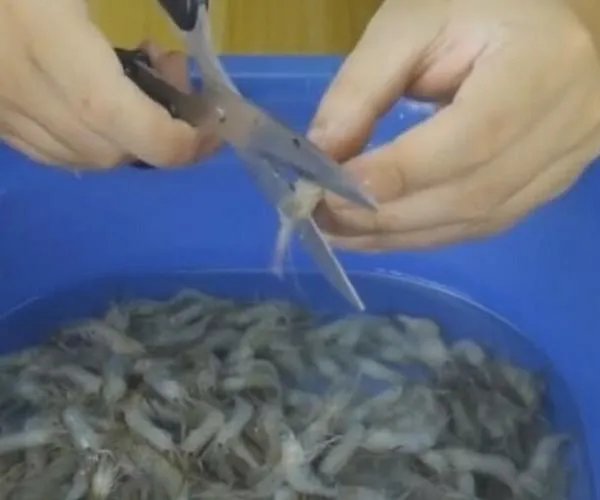 河虾怎么清洗才干净 河虾的清洗和处理方法