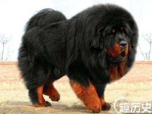 世界上最贵的藏獒就是马俊仁所养的「小王子」，身价高达4000万元