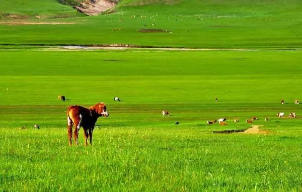 写草原的歌都有哪些