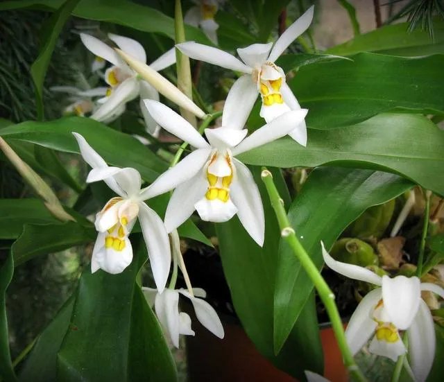 白花黄蕊是兰花什么品种？