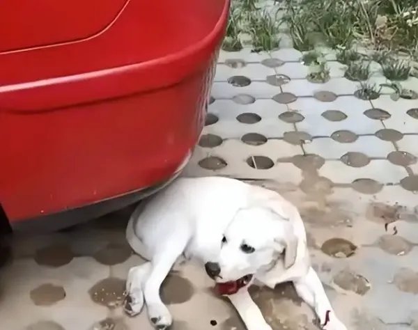 夫妻疑因吵架把狗从4楼推下，如何评价他们这一行为？