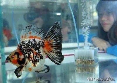 鱼缸增氧泵开的越大越好吗？