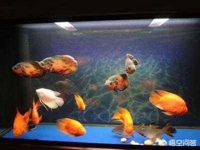 宠物鱼是不是很难养活，我想养一些宠物鱼卖？