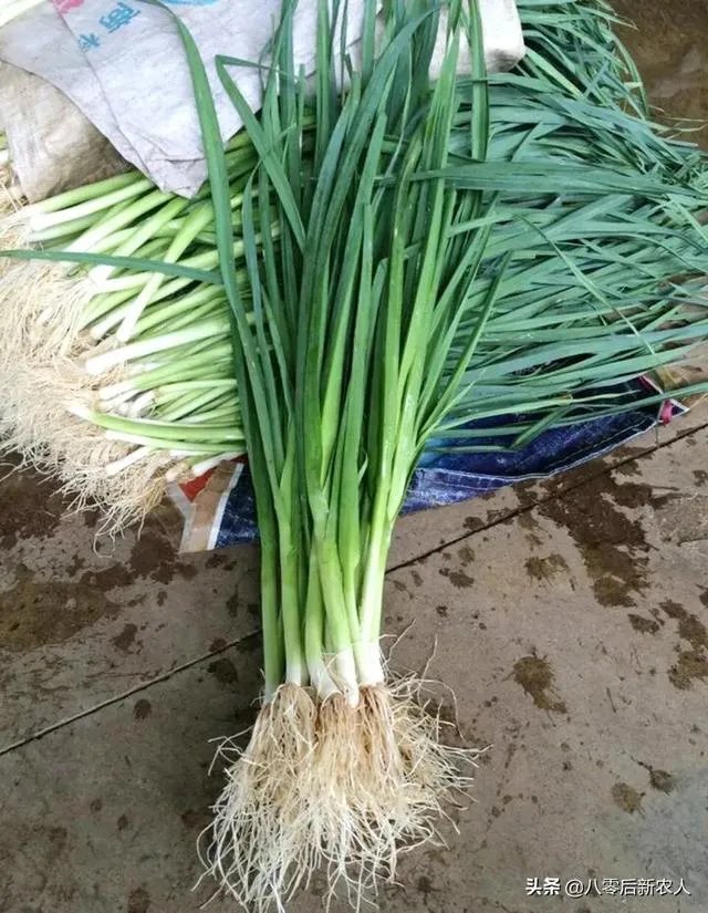 青蒜种植需要注意哪些事项？
