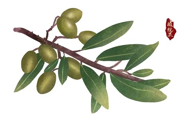 橄榄煲汤的功效与作用