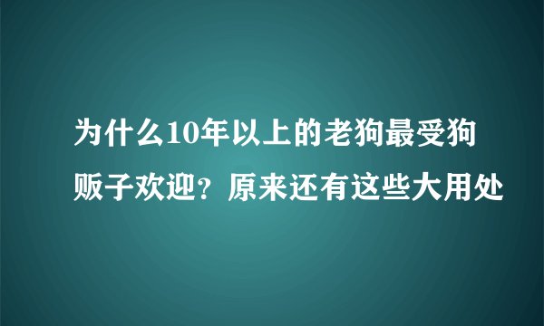 为什么10年以上的老狗最受狗贩子欢迎？原来还有这些大用处
