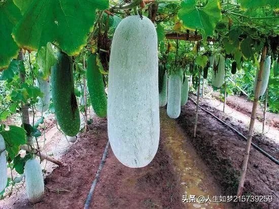 冬瓜采收回来后,有哪些贮藏方法可以让冬瓜贮藏的时间更长?