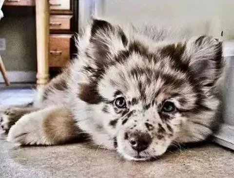 冠毛犬和泰迪的后代是什么犬