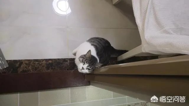 请问上海哪里有正规学习宠物美容学校,并且可以考证的?