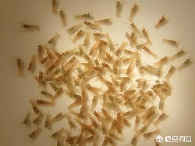 今后3年内，对于小龙虾养殖户来说，所要面对的市场风险与机遇有哪些？