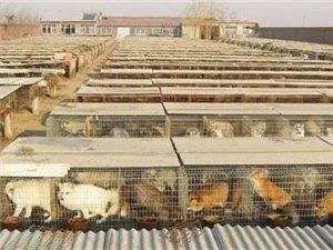 荒佃庄镇的本镇概况