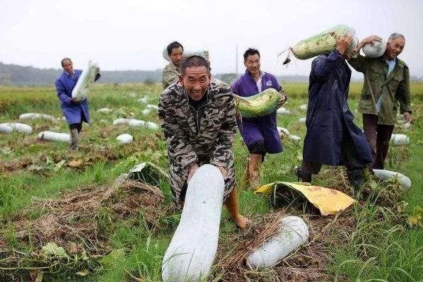冬瓜采收回来后,有哪些贮藏方法可以让冬瓜贮藏的时间更长?