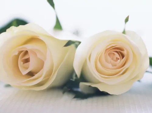 2朵玫瑰花代表什么意思 两朵玫瑰花适合送给什么人