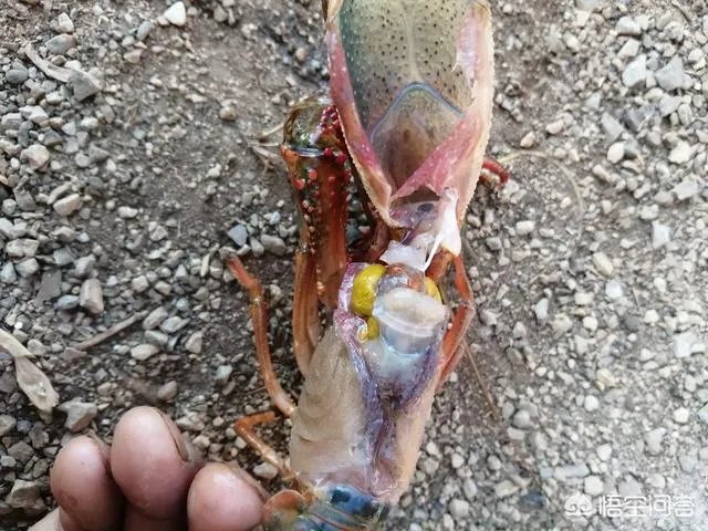 今后3年内，对于小龙虾养殖户来说，所要面对的市场风险与机遇有哪些？